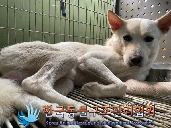 한국동물구조관리협회_441409202401221