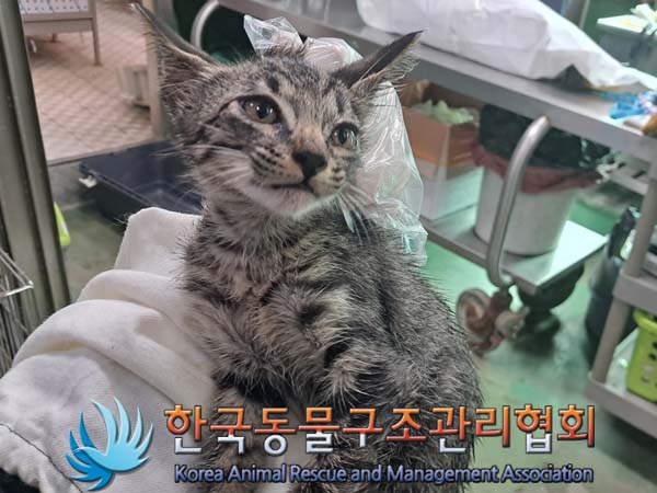 보호중 믹스묘의 가…