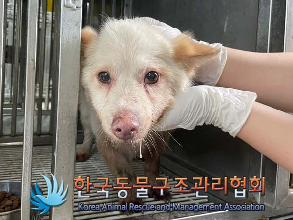 종료(안락사) 믹스…