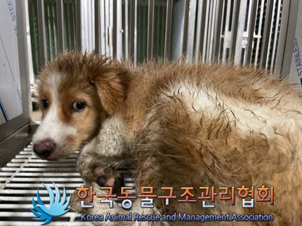 종료(자연사) 믹스…