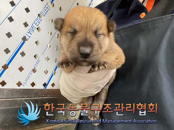 한국동물구조관리협회_441414202400613