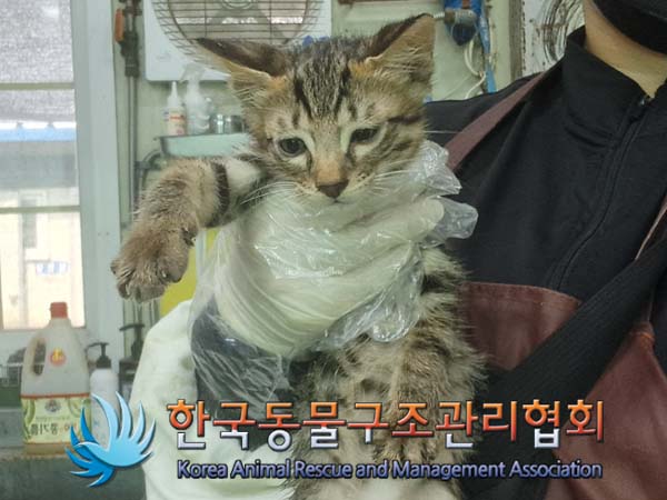 종료(자연사) 믹스…