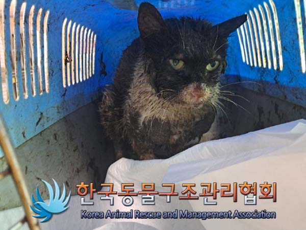 종료(안락사) 한국…