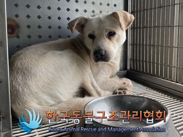 종료(입양) 믹스견…