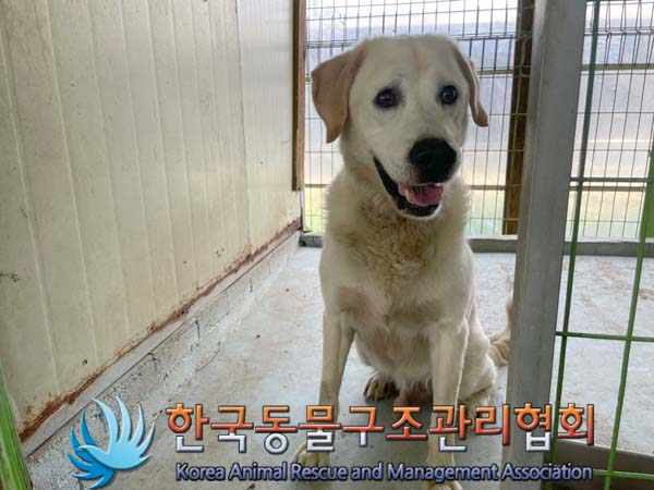 보호중 골든 리트리…