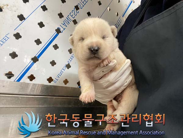 종료(자연사) 믹스…