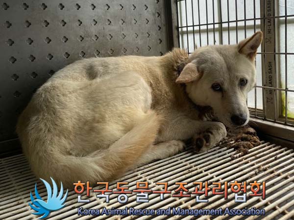 한국동물구조관리협회_441414202400608