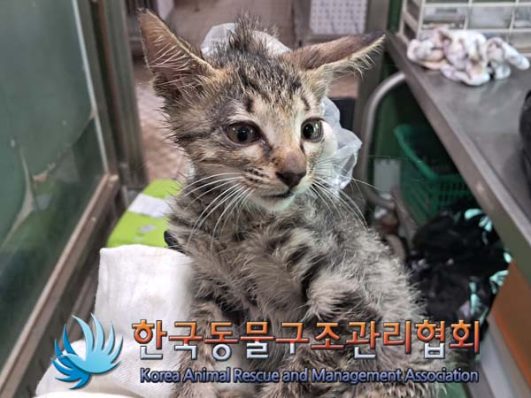 종료(자연사) 믹스…