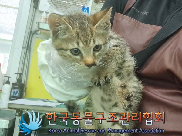 종료(자연사) 믹스…