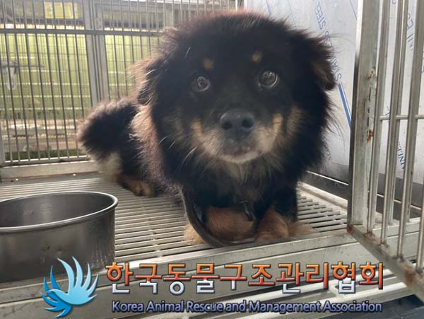 종료(안락사) 믹스…