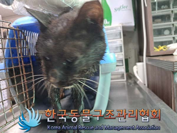 한국동물구조관리협회_441409202401226