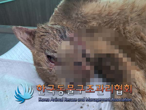 한국동물구조관리협회_411312202400623