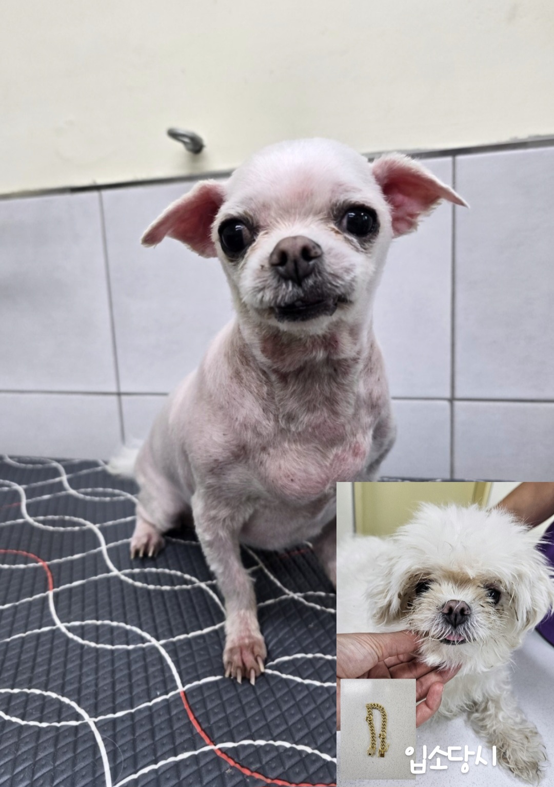 아산동물복지지원센터_444452202401880