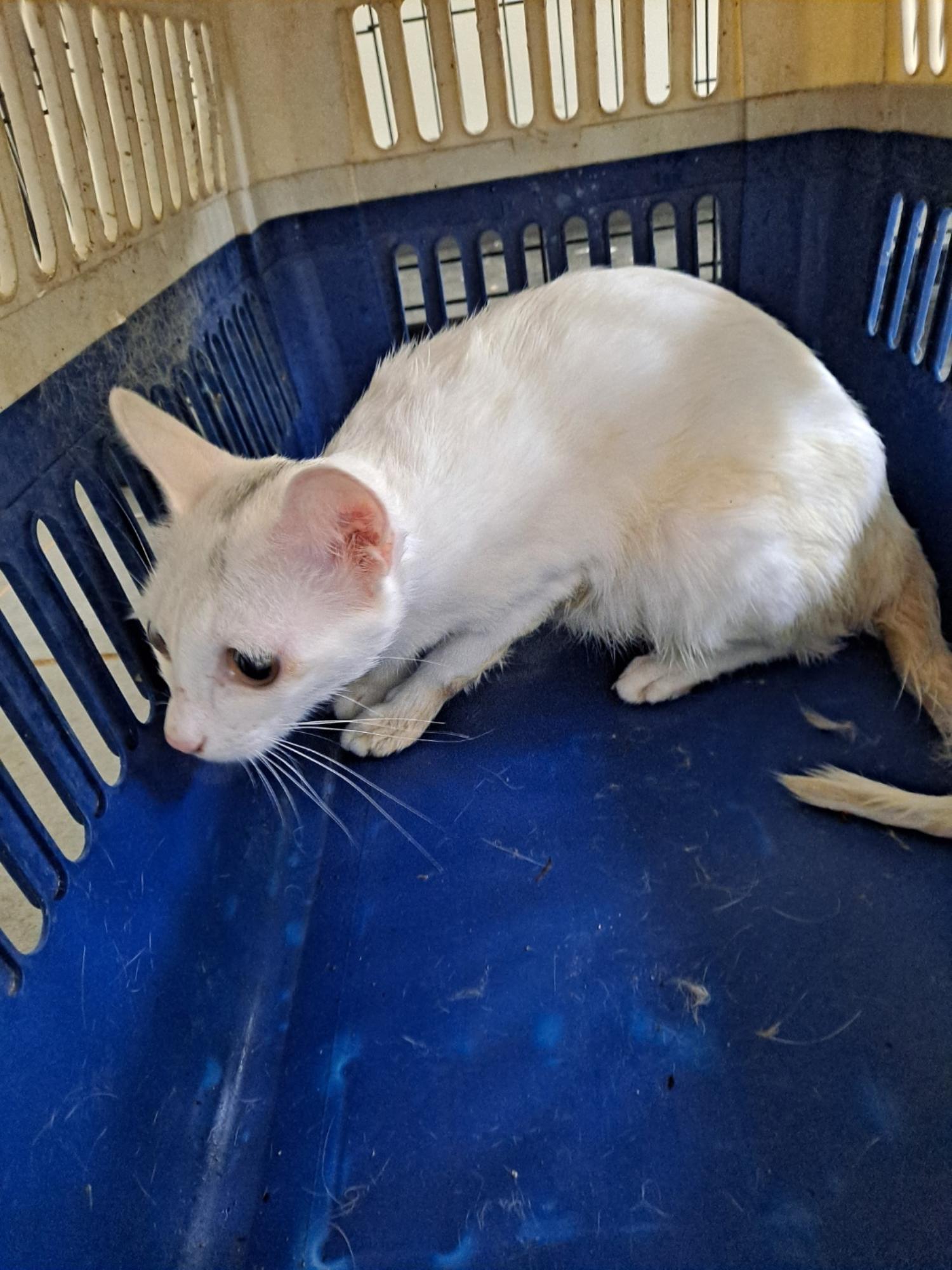 보호중 한국 고양이…