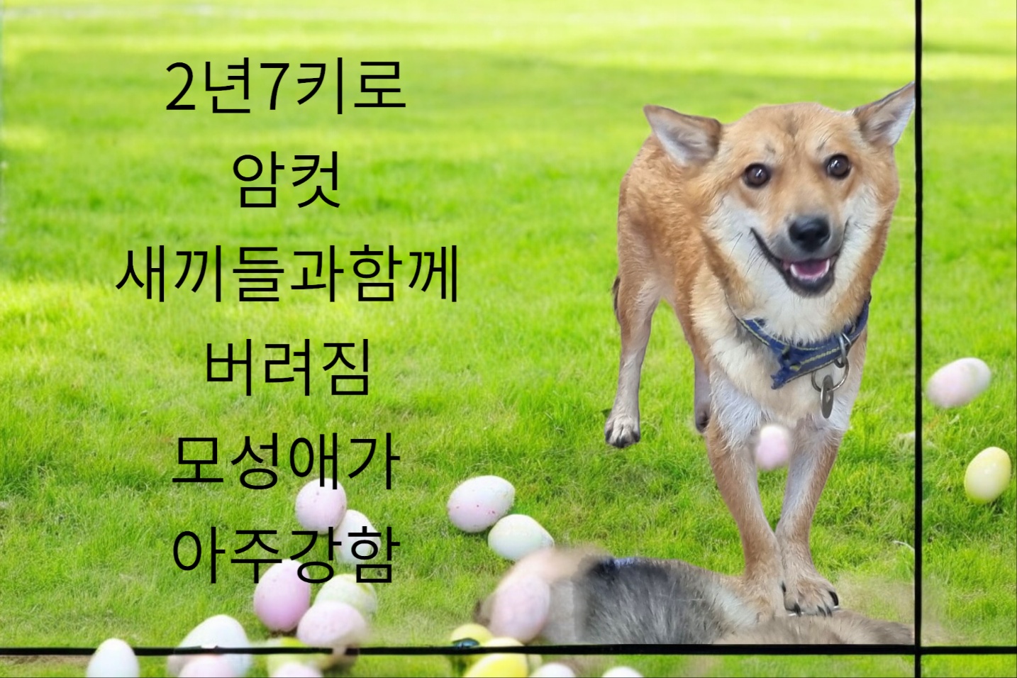 보호중 시바견믹스인…