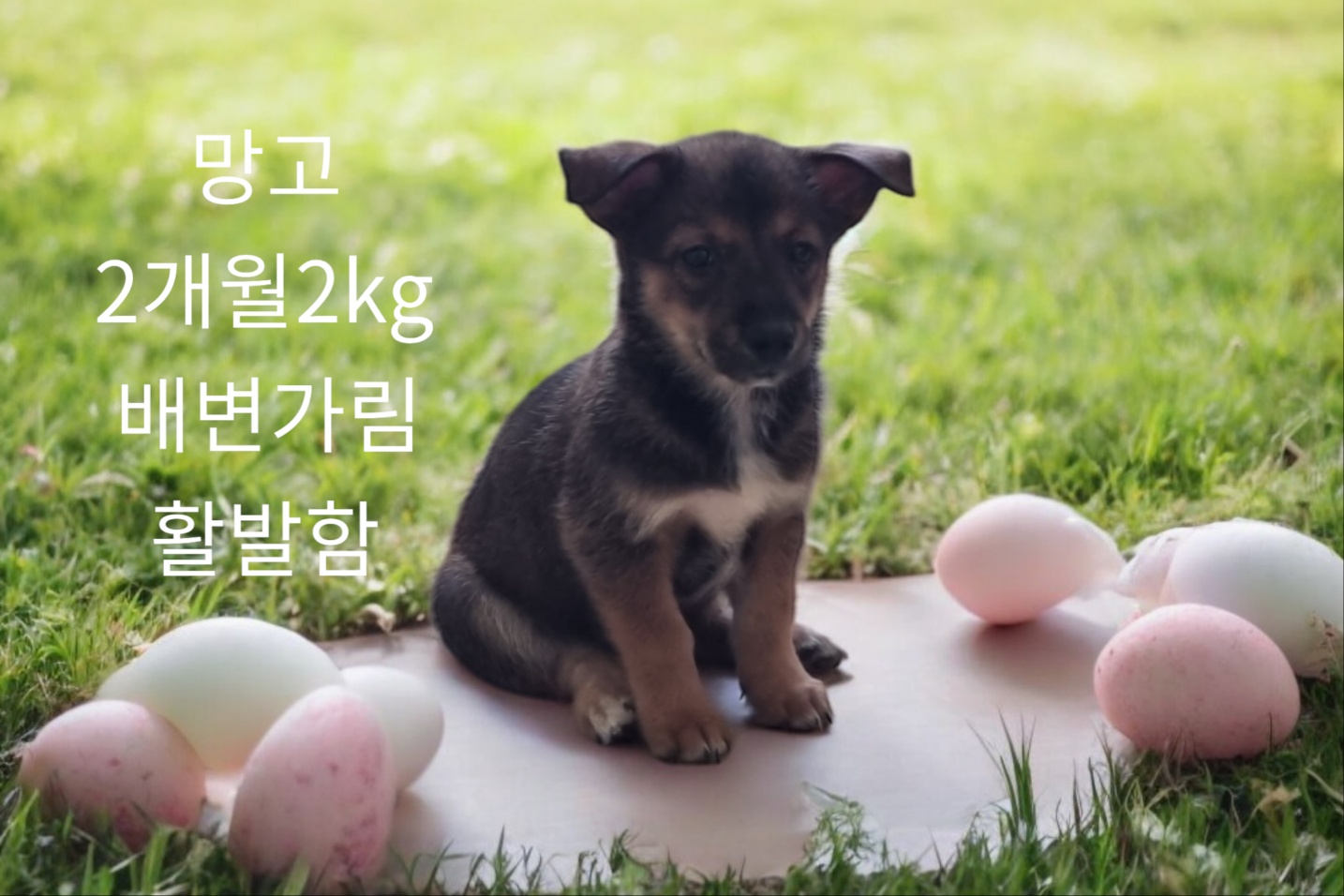 보호중 엄마는 시바…