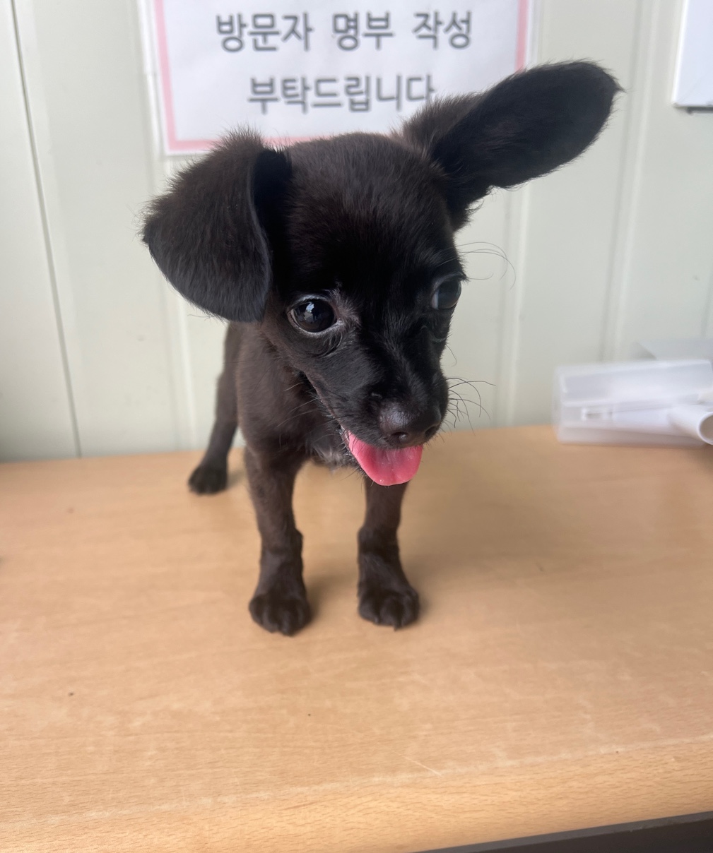 종료(입양) 믹스견…