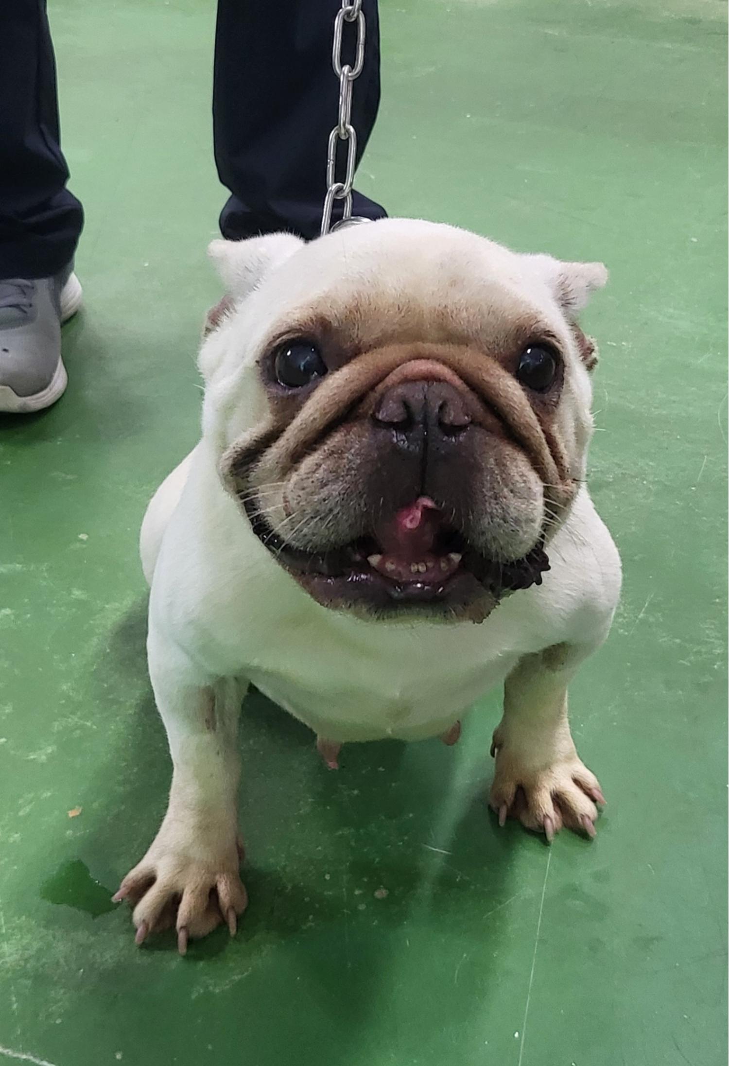 보호중 프렌치 불독…