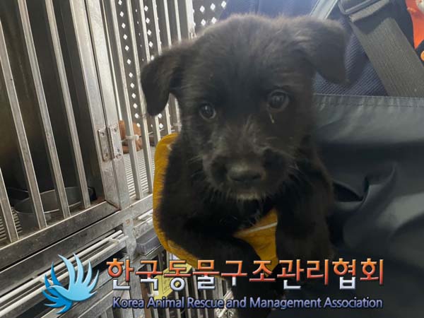 보호중 믹스견의 가…