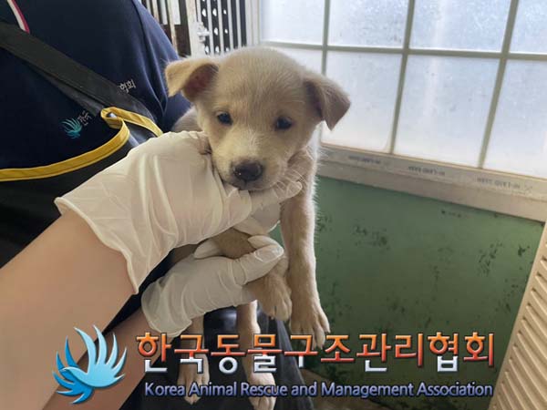 종료(안락사) 믹스…
