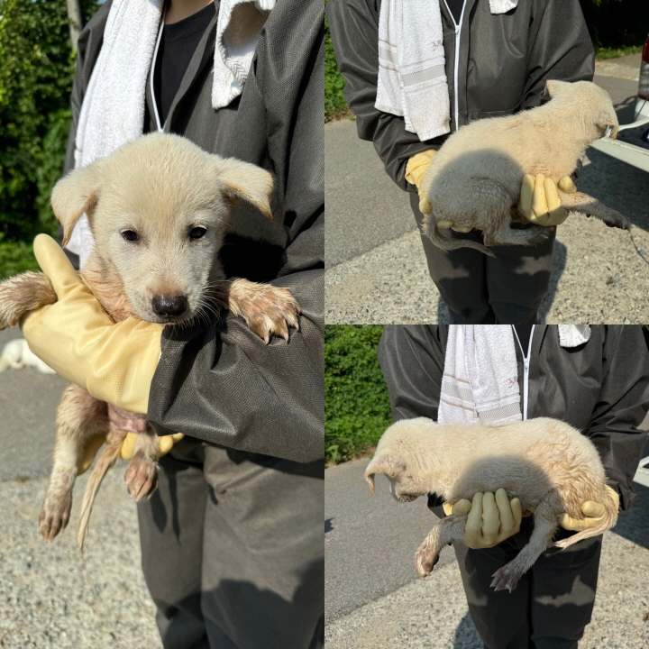 종료(자연사) 믹스…