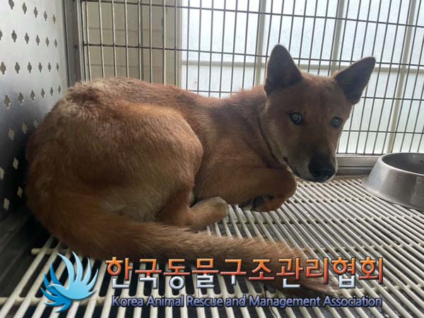 한국동물구조관리협회_441414202400617