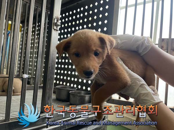 종료(안락사) 믹스…