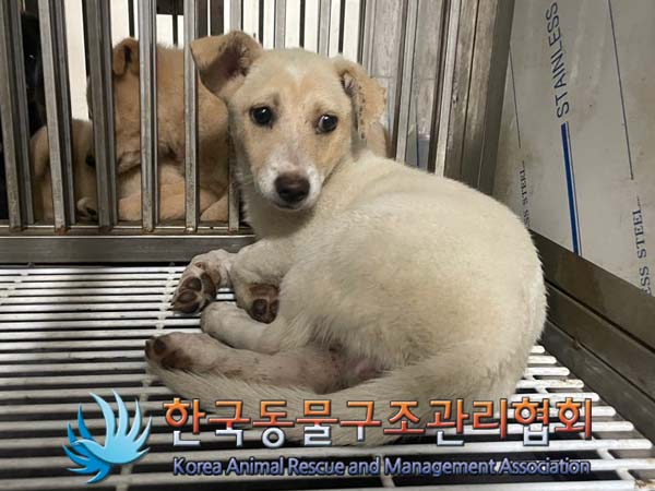 종료(안락사) 믹스…