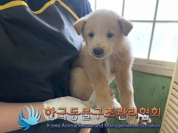 종료(안락사) 믹스…