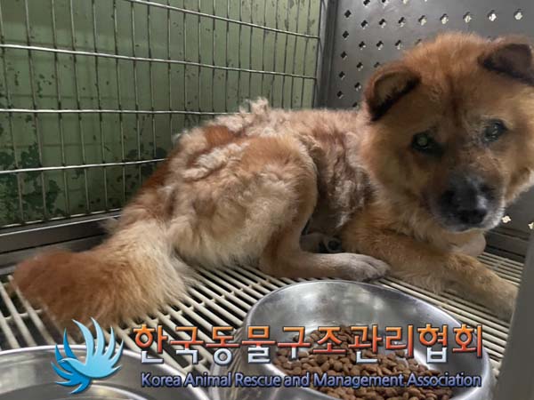 한국동물구조관리협회_411307202400377
