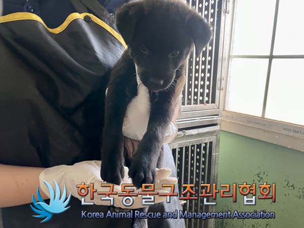 한국동물구조관리협회_441409202401232