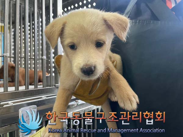 종료(안락사) 믹스…