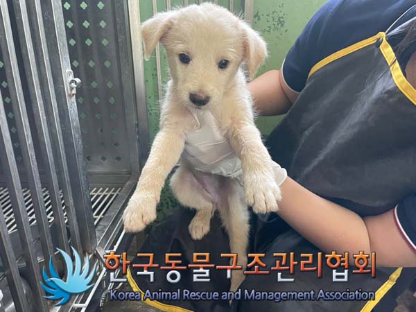 보호중 믹스견의 가…