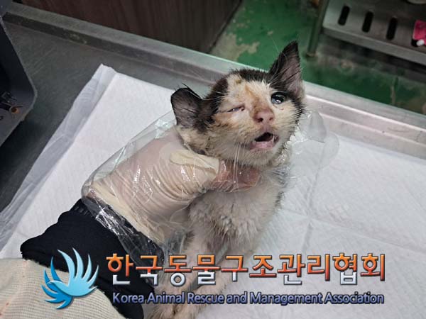 한국동물구조관리협회_411305202400466