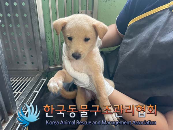 보호중 믹스견의 가…