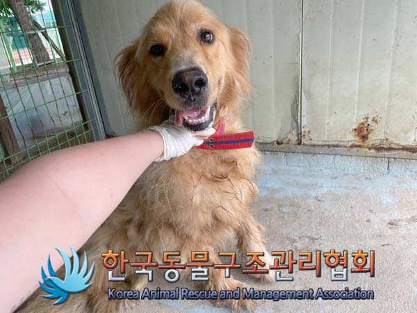 종료(입양) 골든 …