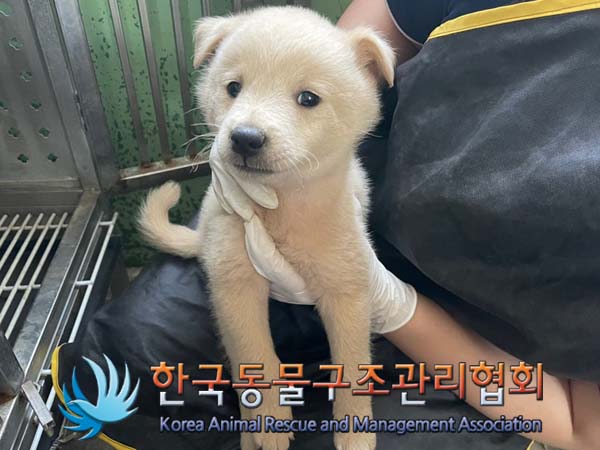 종료(안락사) 믹스…