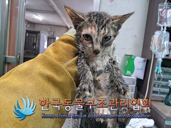 종료(자연사) 한국…