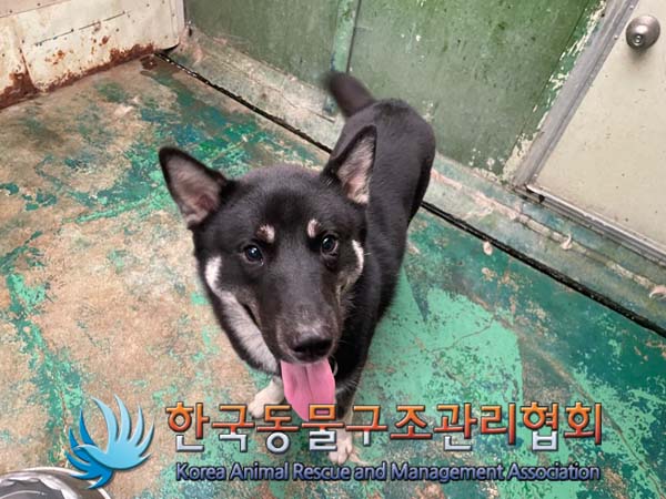 종료(안락사) 믹스…