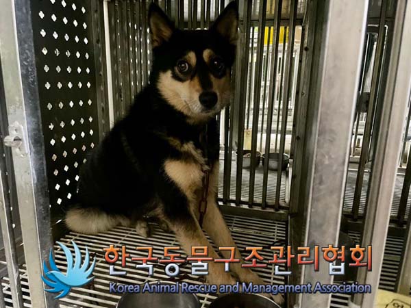 종료(안락사) 믹스…