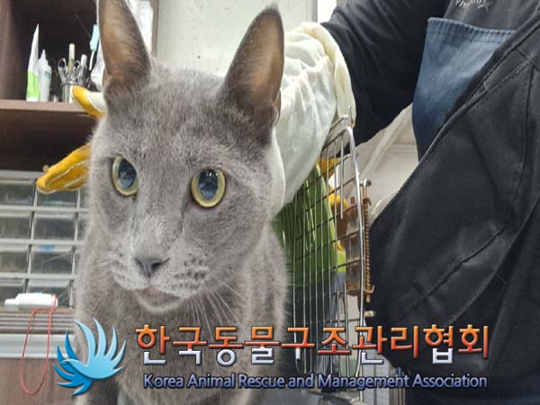 보호중 러시안 블루…