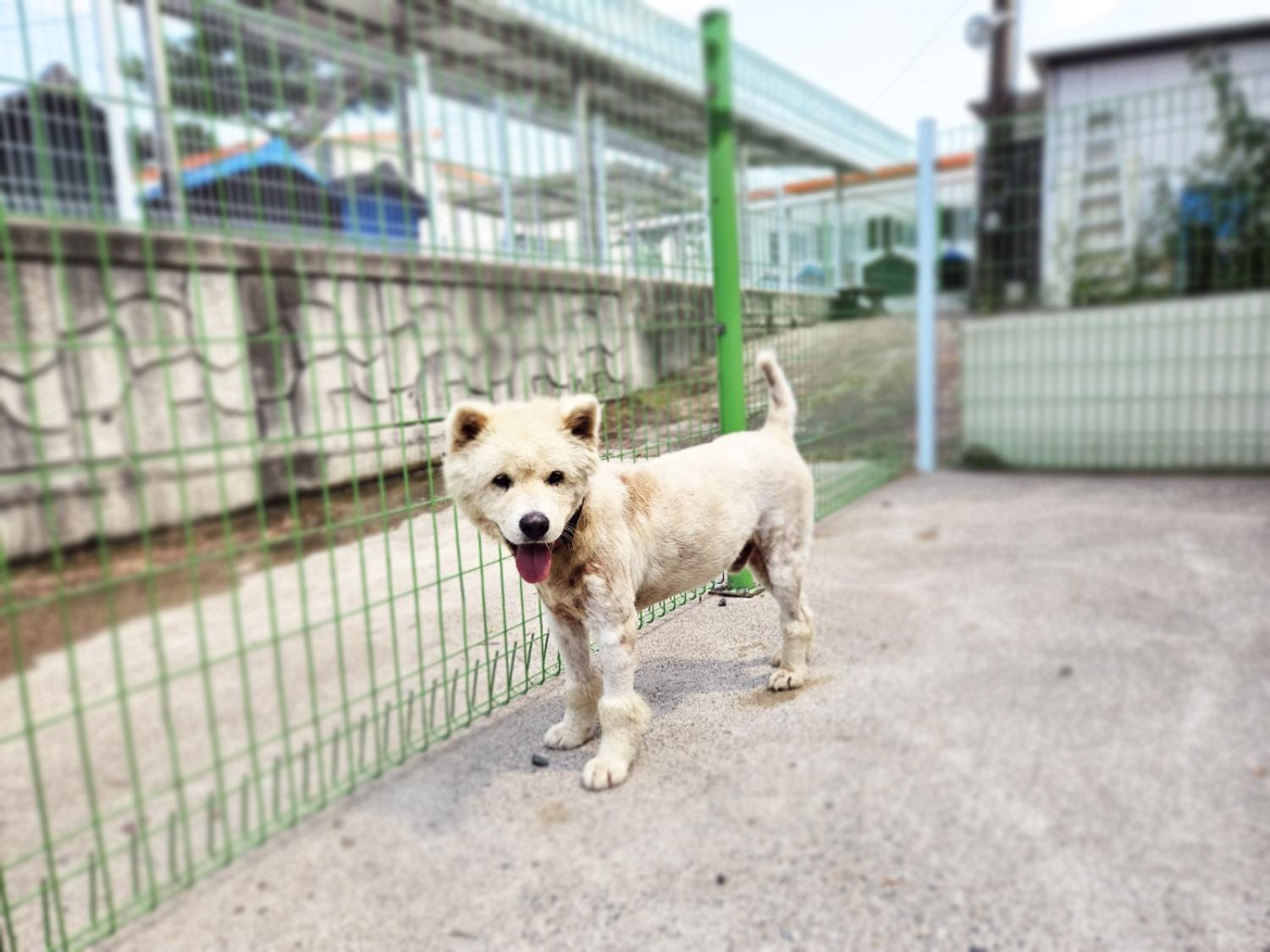 (사)영일동물플러스_447502202401129