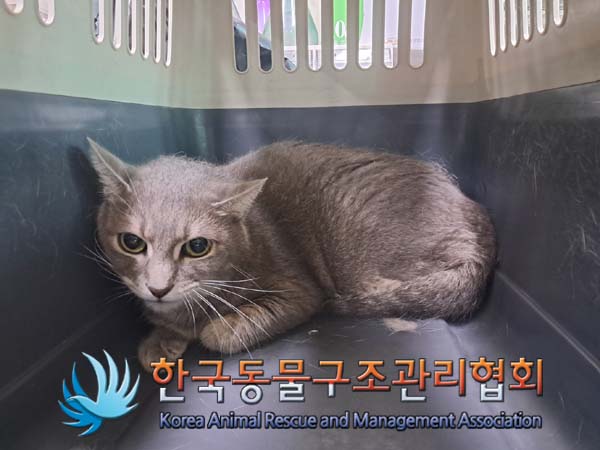 보호중 아비시니안의…
