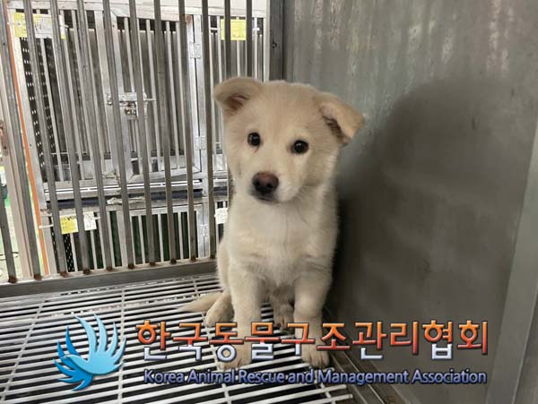 한국동물구조관리협회_411300202400341