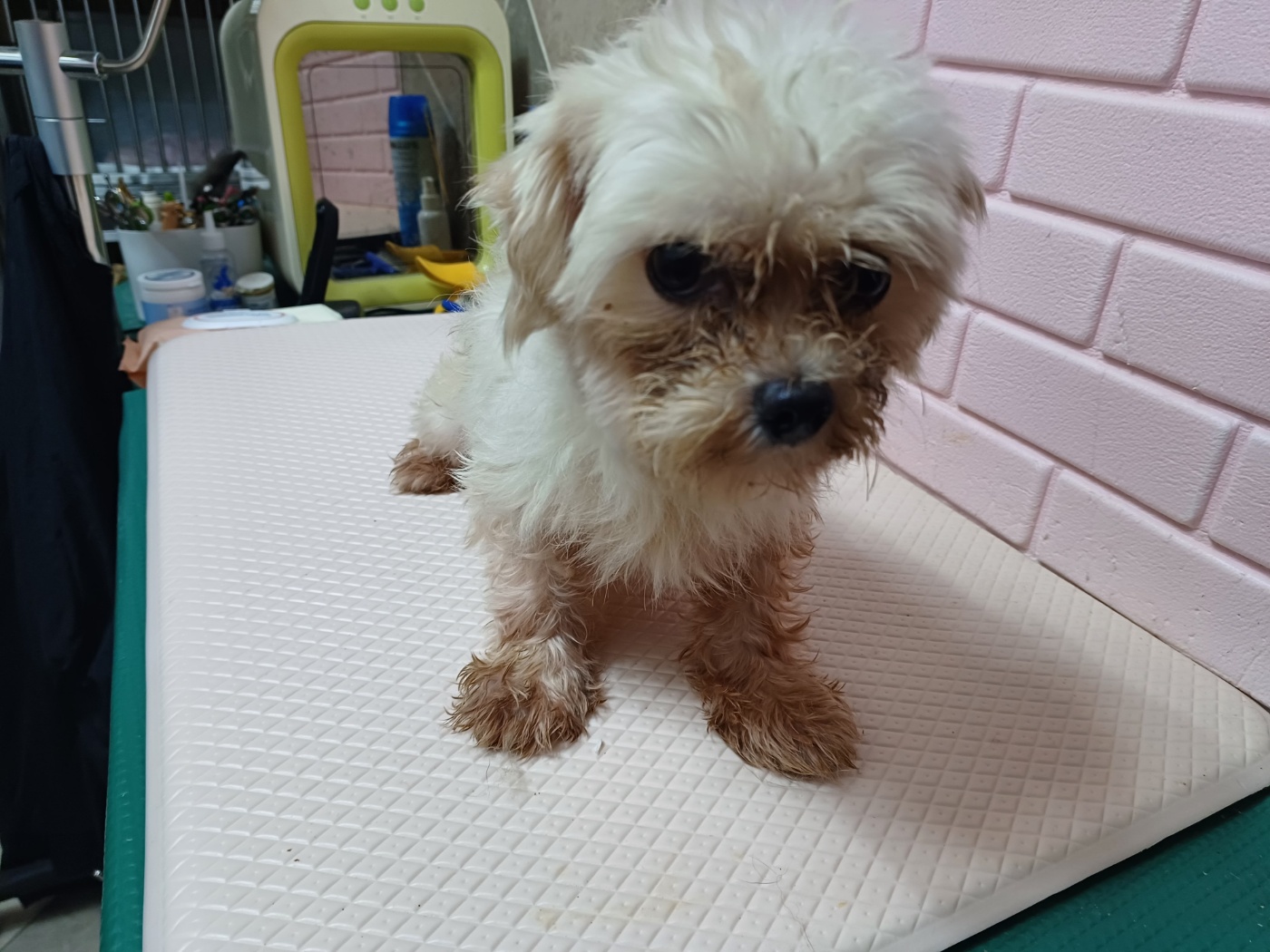 보호중 말티즈의 가…