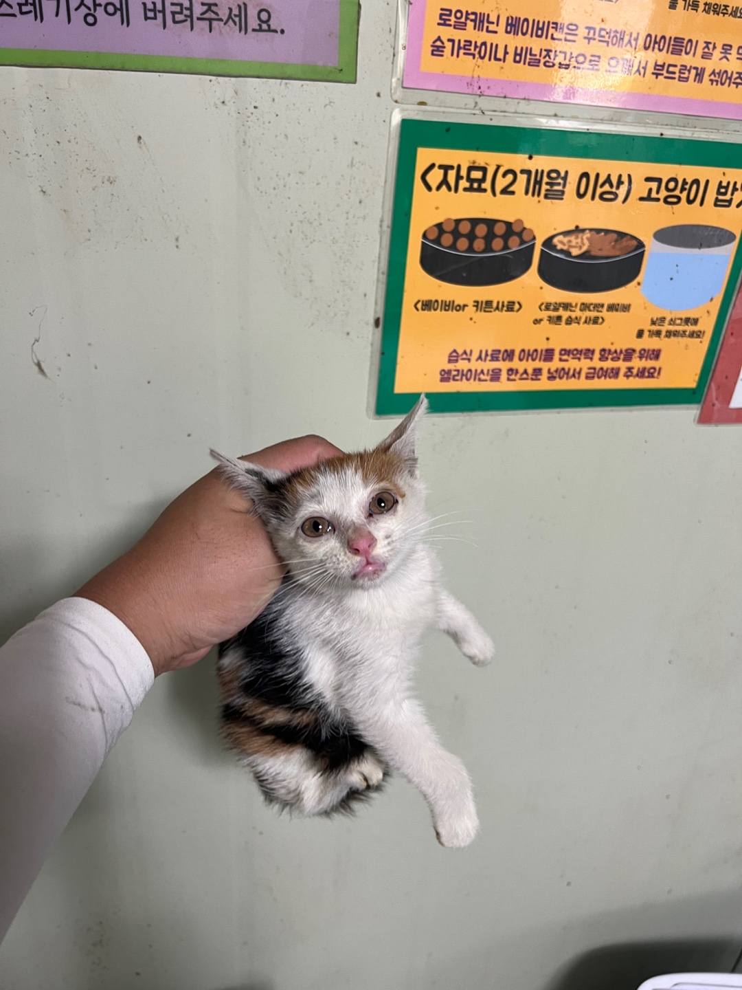 보호중 한국 고양이…