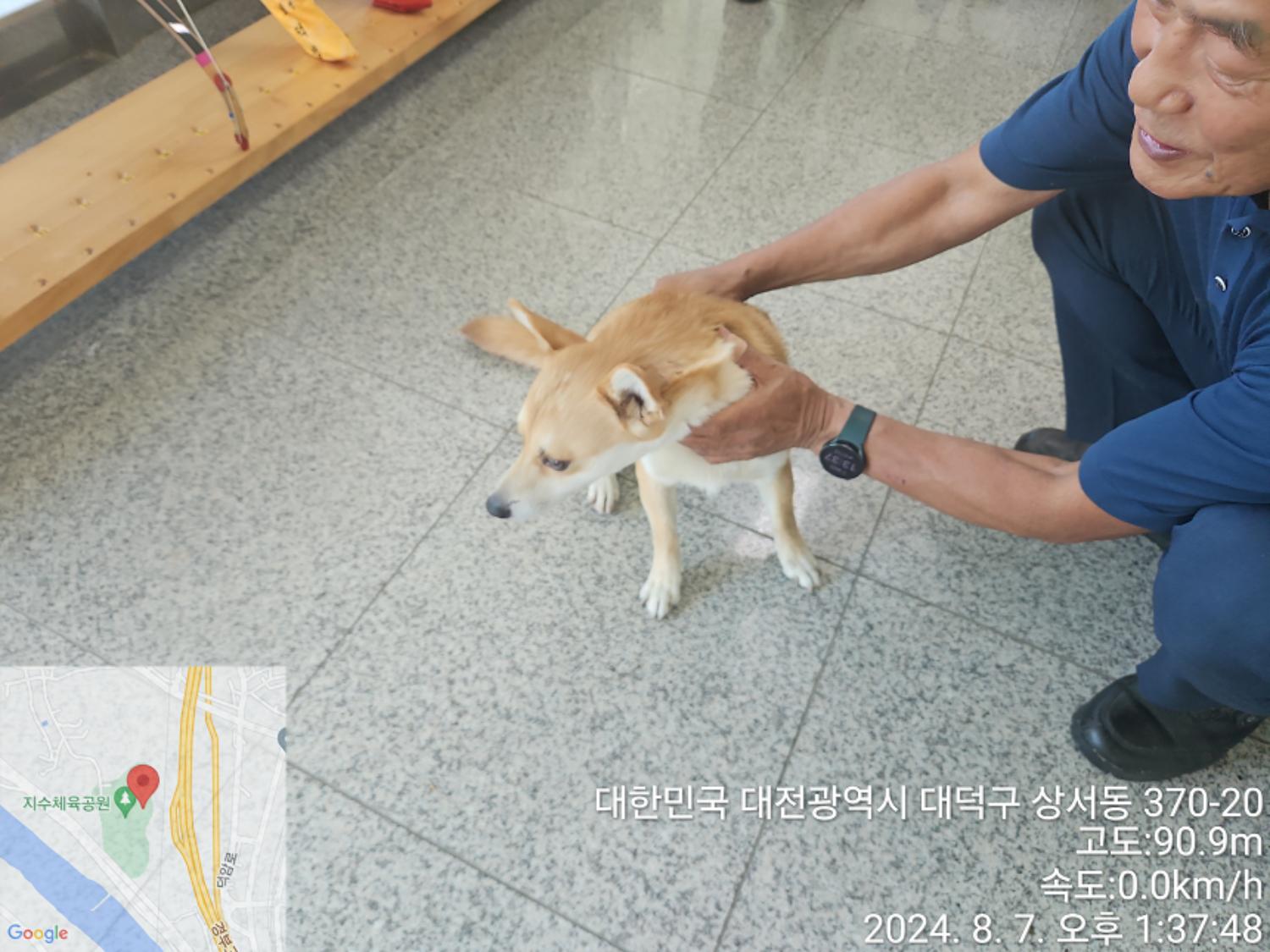 보호중 믹스견의 가…