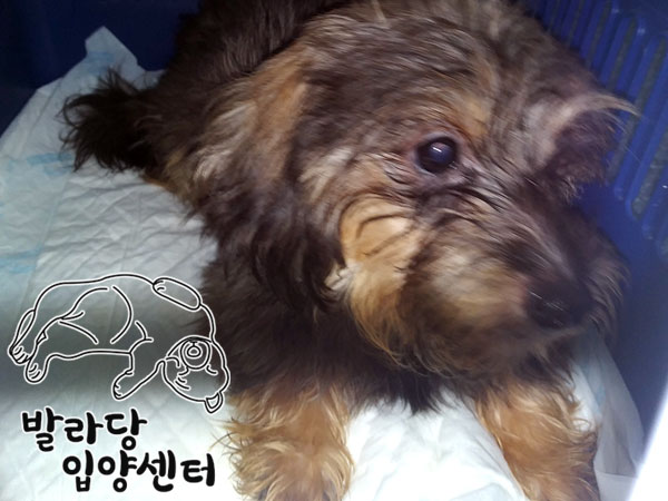 종료(입양) 믹스견…