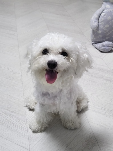 종료(기증) 비숑 …