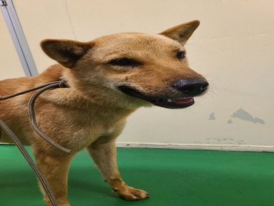 사단법인 동부_426340202400201